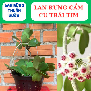 lan rừng cẩm cù lá xoài, cẩm cù lá trái tim,lá mít