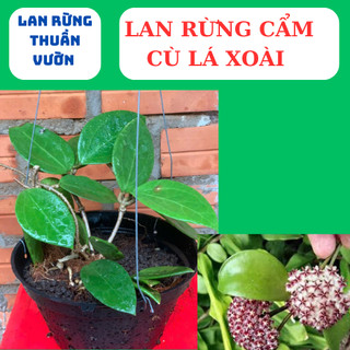 lan rừng cẩm cù lá xoài, cẩm cù lá trái tim,lá mít