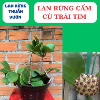 lan rừng cẩm cù lá xoài, cẩm cù lá trái tim,lá mít