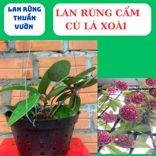 lan rừng cẩm cù lá xoài, cẩm cù lá trái tim,lá mít