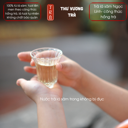 Trà lá sâm Ngọc Linh theo công thức hồng trà, sản phẩm mới 2025 [Thư Vương Trà] đóng hộp thiếc 50gr