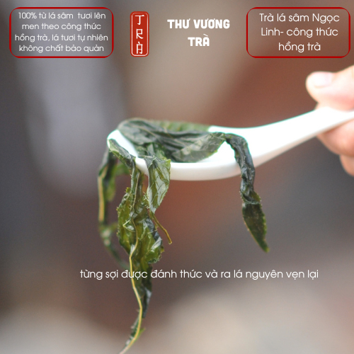 Trà lá sâm ngọc linh sấy lạnh hút chân không hộp thiếc sang trọng 50gr -100gr