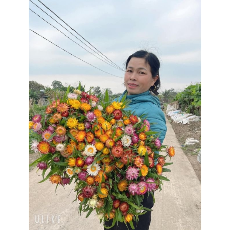 Hạt giống hoa cúc bất tử nhiều màu ❣️Cắm Lãng Hoa Khô💞 cực dễ trồng