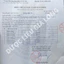 Sâm Lai Châu (Sâm Ngọc Linh) Cổ dài hàng Vùi Rừng già lâu năm được kiểm định 1kg