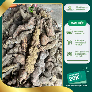 Hà Thủ Ô Tươi Hàng Rừng Xịn 1kg, bổ máu, đẹp da, giảm tóc bạc