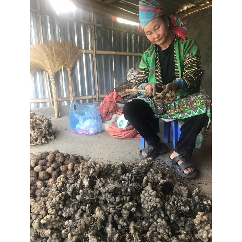 Củ Gừng Đen (Ngải tím) Lai Châu Tươi Loại 1 trên 3 năm tuổi Già Đanh 1kg