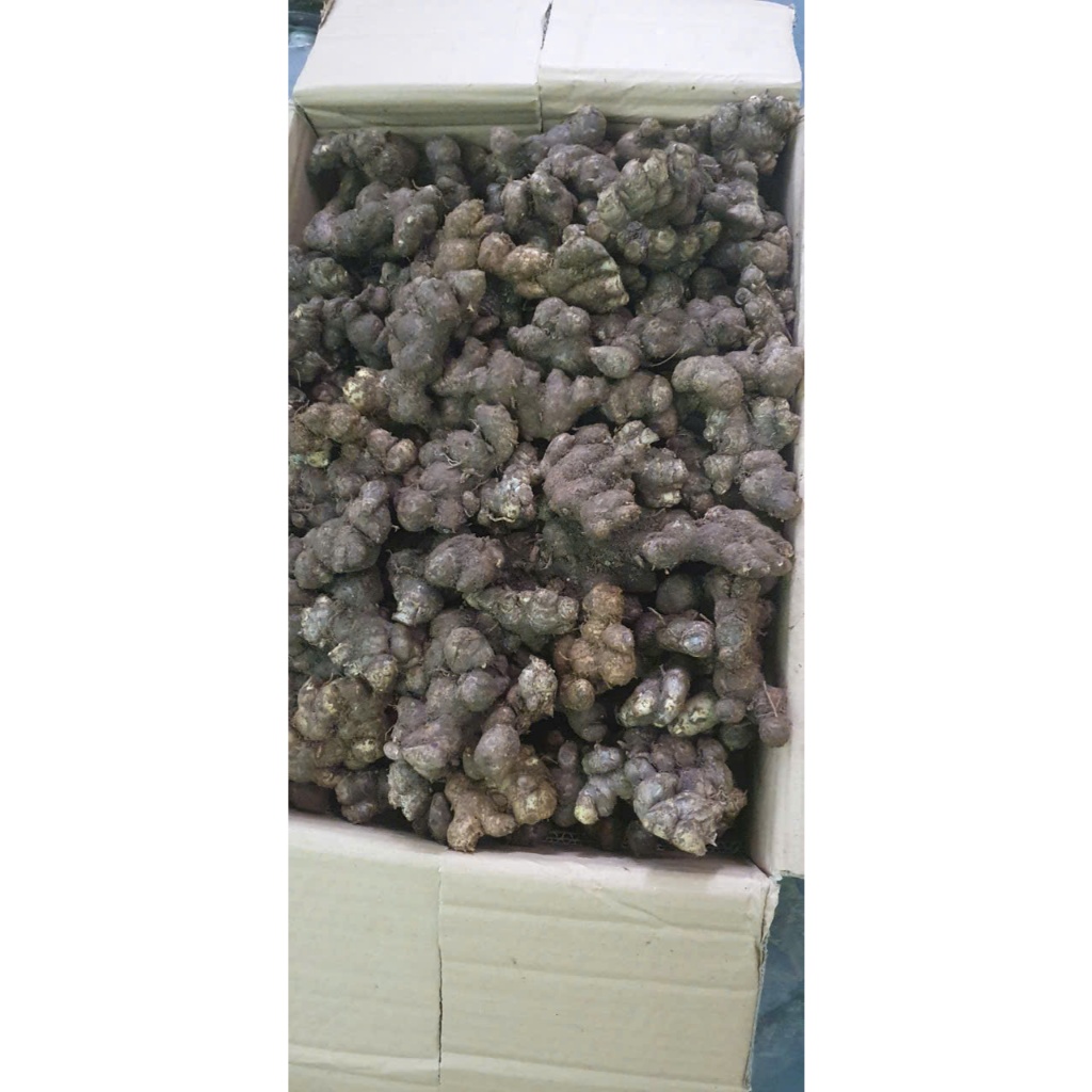 Củ Gừng Đen (Ngải tím) Lai Châu Tươi Loại 1 trên 3 năm tuổi Già Đanh 1kg