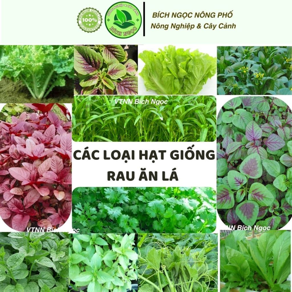 Hạt Giống Rau Ăn Lá, Dễ Trồng Quanh Năm - Rau Muống, Rau Dền, Mồng Tơi ...