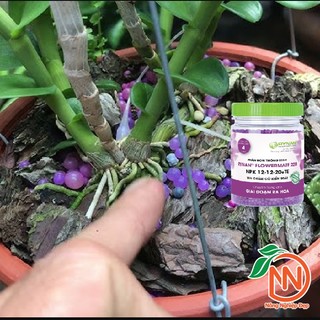 RYNAN 220 Hũ 150g NPK 12-12-20+TE | Phân Tan Chậm Thông Minh Có Kiểm Soát