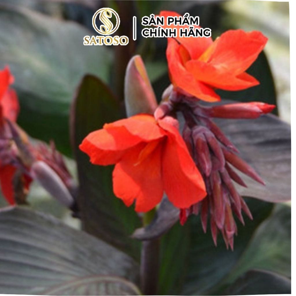 Cây Dong Riềng Đỏ Khô Sạch Thượng Hạng Satoso 1kg | Shopee Việt Nam