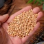 Bá tử nhân khô 100g, hạt trắc bách diệp, hỗ trợ dưỡng tâm, an thần, ngủ ngon - Tiệm lãn ông