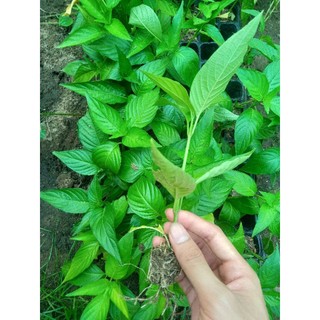 lá cẩm tím đỏ hồng 3 màu. 1 cây 5 cây