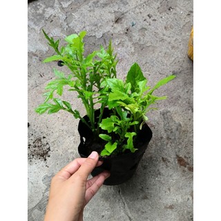 Bầu cây rau Kim Thất xanh tốt