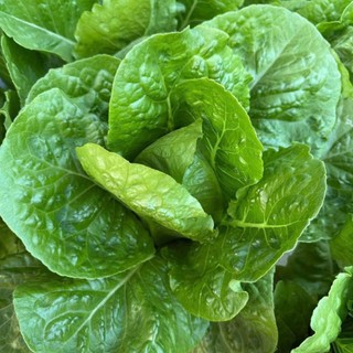 200 Hạt Giống Xà Lách Romaine Xanh  – Lá Dày, Giòn Ngọt, Dễ Trồng