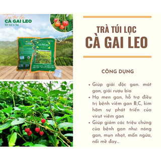 Trà Túi Lọc Cà Gai Leo Pù Mát - Giải Độc Gan, Thanh Lọc Cơ Thể Gói 50 túi x 5g
