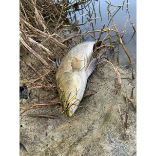 tôm mềm super shrimp vỉ 2 con có 2 size 7gam và 14gam