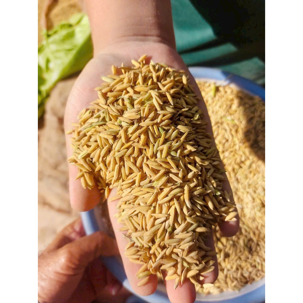 2kg - Tấm Thơm ST25 cao cấp thơm ngon chuẩn vị - dẻo mềm - nấu cơm tấm hay cháo dinh dưỡng đều ngon.