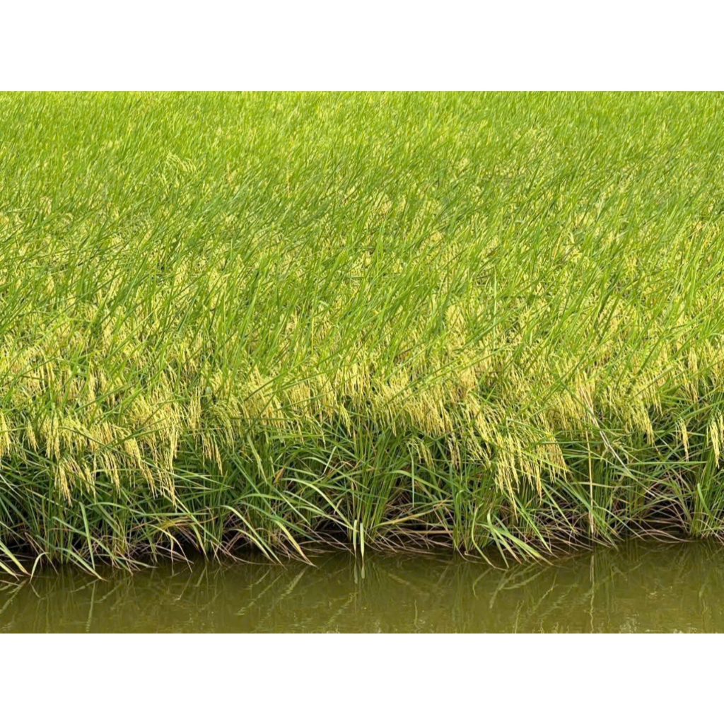 2kg - Tấm Thơm ST25 cao cấp thơm ngon chuẩn vị - dẻo mềm - nấu cơm tấm hay cháo dinh dưỡng đều ngon.