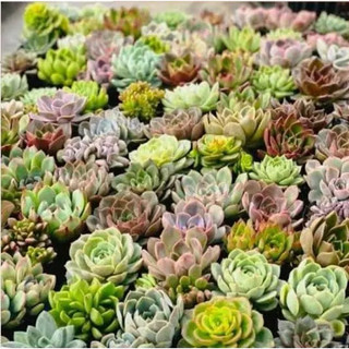 (1kg) Phân bón hữu cơ khoáng Minro 5-5-5+TE chuyên bón Hoa Lan, Hoa Hồng, Sen Đá, Xương Rồng, Bon Sai, Hoa Kiểng