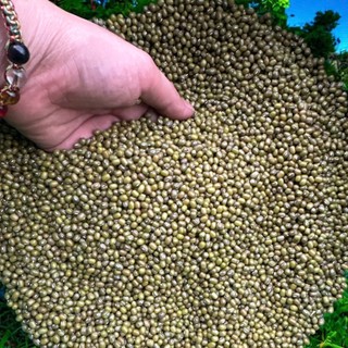 Đậu Xanh Quê Nguyên Hạt 500g – Hạt Tròn Mẩy, Không Hóa Chất, Nấu Chè Ngon