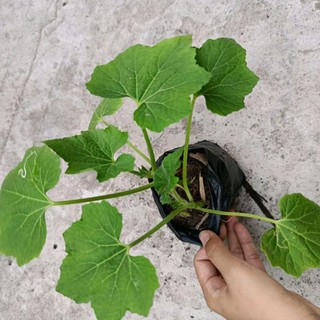 [ Cây giống] Bí đ.ao bung- Loại bí trái to