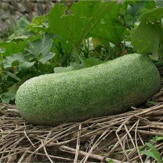 [ Cây giống] Bí đ.ao bung- Loại bí trái to