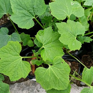 [ Cây giống] Bí đ.ao bung- Loại bí trái to