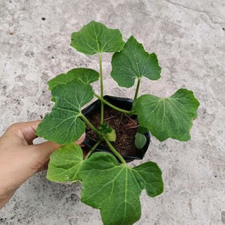 [ Cây giống] Bí đ.ao bung- Loại bí trái to