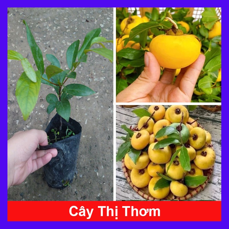 Chậu cây thị thơm (cây giống lùn siêu trái) - cây ăn quả có thể trồng chậu, trái thơm nứt mũi