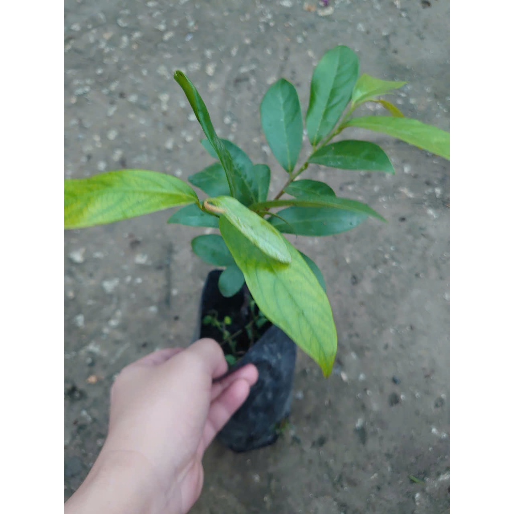 Chậu cây thị thơm (cây giống lùn siêu trái) - cây ăn quả có thể trồng chậu, trái thơm nứt mũi