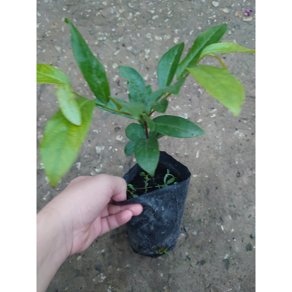 Chậu cây thị thơm (cây giống lùn siêu trái) - cây ăn quả có thể trồng chậu, trái thơm nứt mũi