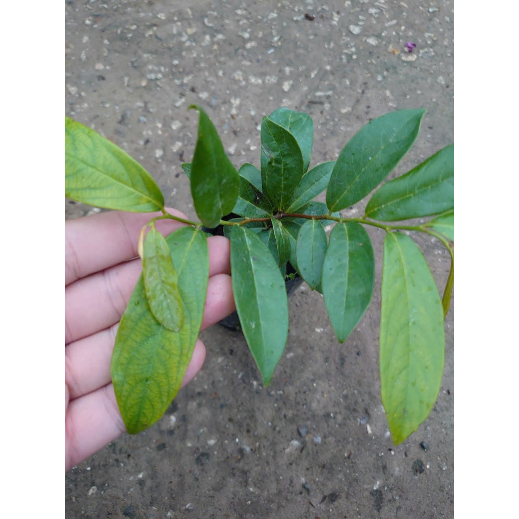 Chậu cây thị thơm (cây giống lùn siêu trái) - cây ăn quả có thể trồng chậu, trái thơm nứt mũi