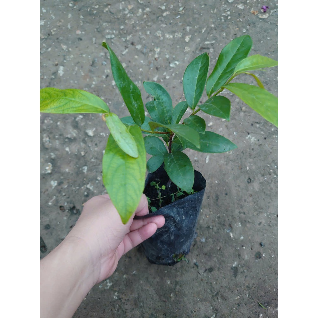 Chậu cây thị thơm (cây giống lùn siêu trái) - cây ăn quả có thể trồng chậu, trái thơm nứt mũi