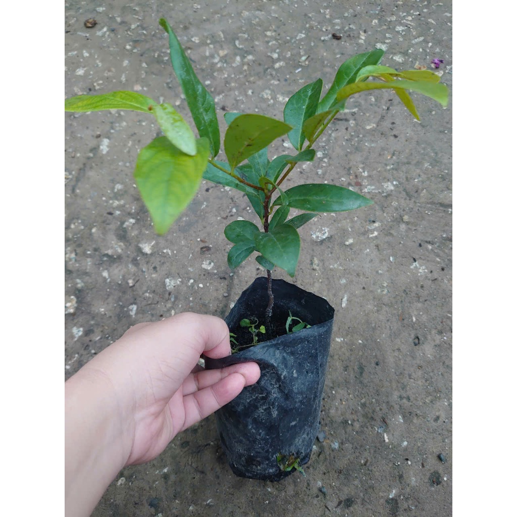 Chậu cây thị thơm (cây giống lùn siêu trái) - cây ăn quả có thể trồng chậu, trái thơm nứt mũi