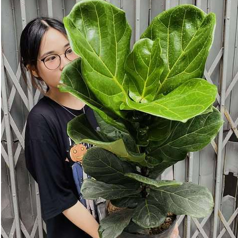Cây Bàng Sing Bàng tim | Shopee Việt Nam