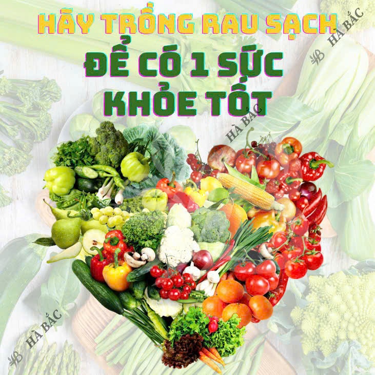 HẠT GIỐNG BẮP ĐỎ NỮ HOÀNG ( BẮP TÍM) - CHÍNH HÃNG NOVA ( DATE MỚI NHẤT)