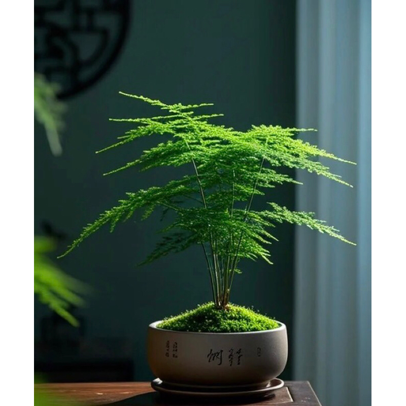 Cây kim thủy tùng cây phong thủy cây cao 30cm,để bàn, cây trong nhà,cây terarium, tiểu cảnh, freeship hỏa tốc