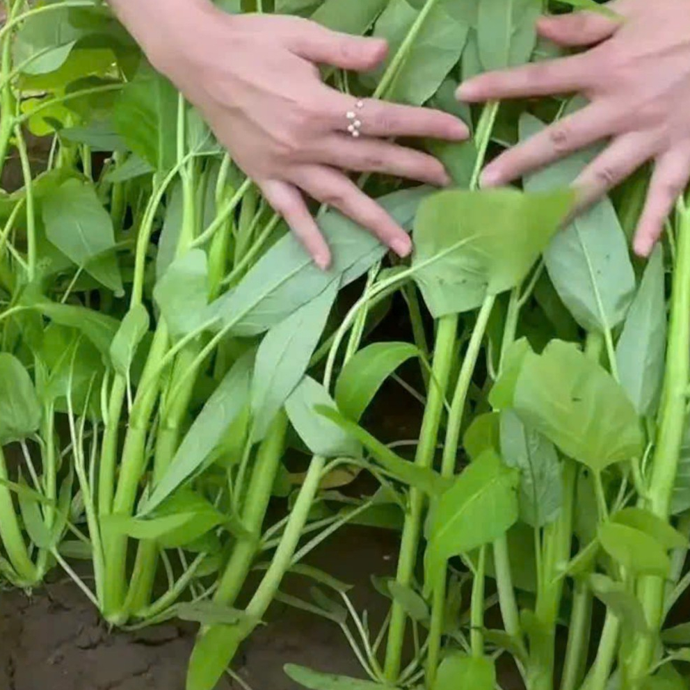HẠT GIỐNG RAU MUỐNG BA CHẠC NHẬP KHẨU – NGỌN GIÒN, DỄ TRỒNG, NĂNG SUẤT CAO