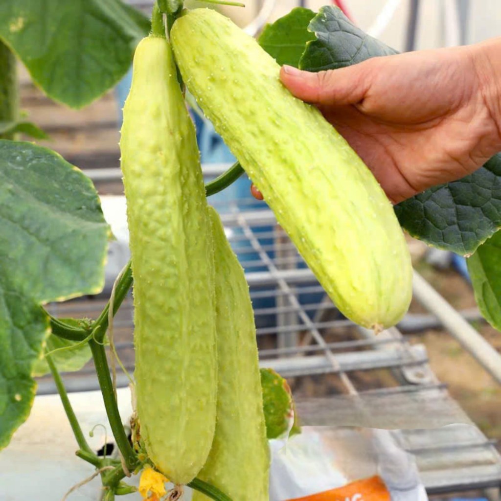 Hạt Giống Dưa Chuột Nếp Ta Trắng Cao Sản | Quả Dài 20–30cm, Giòn Ngọt, Năng Suất Cao