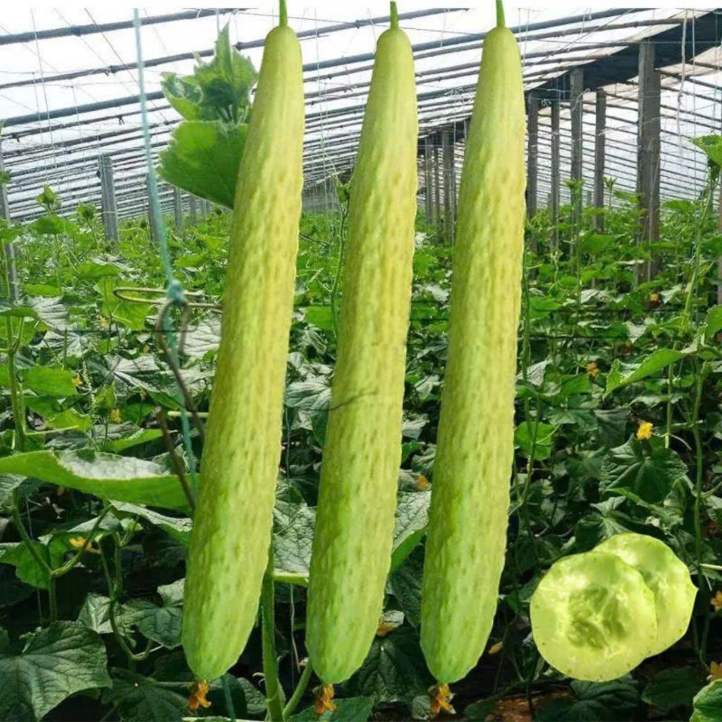 Hạt Giống Dưa Chuột Nếp Ta Trắng Cao Sản | Quả Dài 20–30cm, Giòn Ngọt, Năng Suất Cao