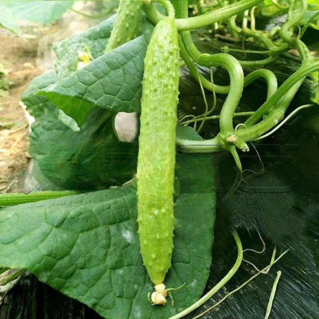 Hạt Giống Dưa Chuột Nếp Ta Trắng Cao Sản | Quả Dài 20–30cm, Giòn Ngọt, Năng Suất Cao
