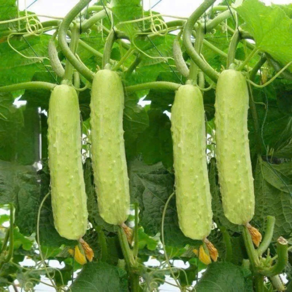 Hạt Giống Dưa Chuột Nếp Ta Trắng Cao Sản | Quả Dài 20–30cm, Giòn Ngọt, Năng Suất Cao