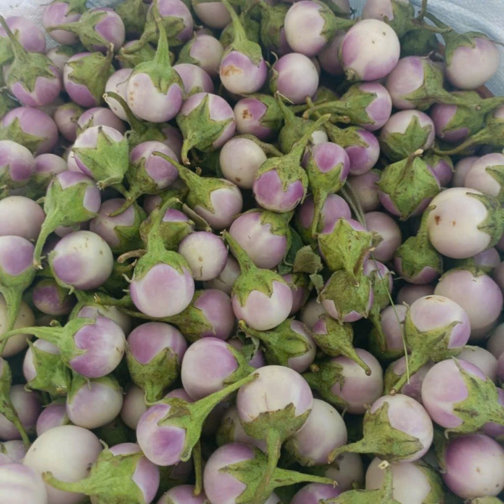 Hạt Giống Cà Pháo Tím – Dễ Trồng, Ăn Giòn Ngon