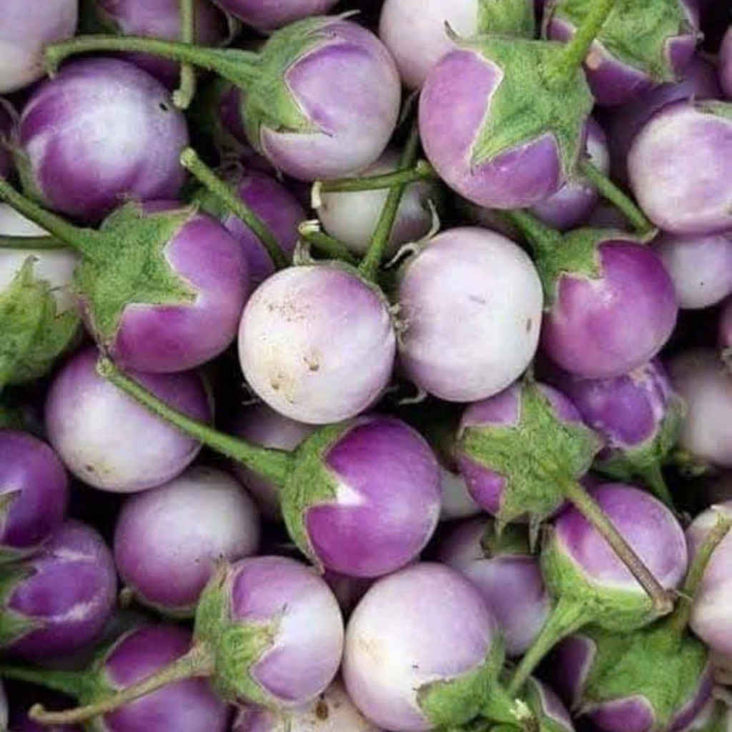 Hạt Giống Cà Pháo Tím – Dễ Trồng, Ăn Giòn Ngon