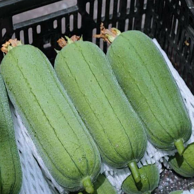 Hạt Giống Mướp Hương Béo | Quả To, Thơm Ngon, Năng Suất Cao