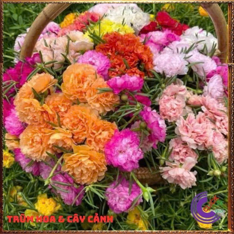 Hạt Giống Hoa Mười Giờ Mỹ Kép Nhập Khẩu, Hoa Rực Rỡ, Dễ Trồng