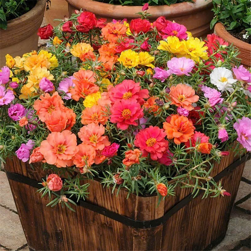 Hạt Giống Hoa Mười Giờ Mỹ Kép Nhập Khẩu, Hoa Rực Rỡ, Dễ Trồng