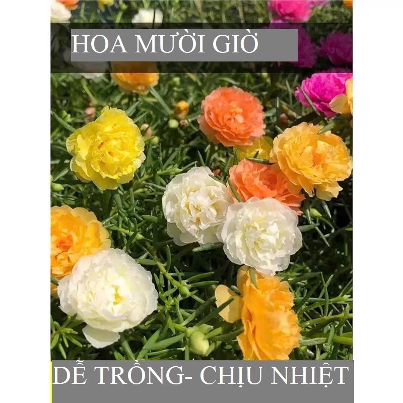 Hạt Giống Hoa Mười Giờ Mỹ Kép Nhập Khẩu, Hoa Rực Rỡ, Dễ Trồng
