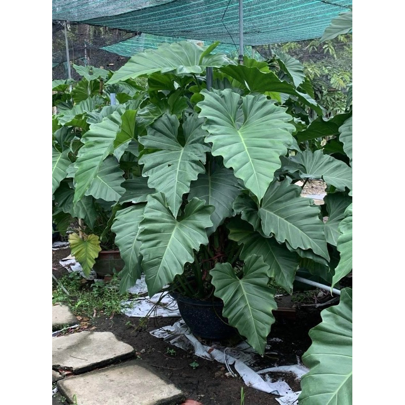 Chậu cây Philodendron Subincisum (Subin) | Shopee Việt Nam