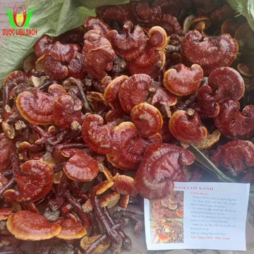 1kg nấm lim xanh trồng đúng quy trình, hàng chọn đẹp.